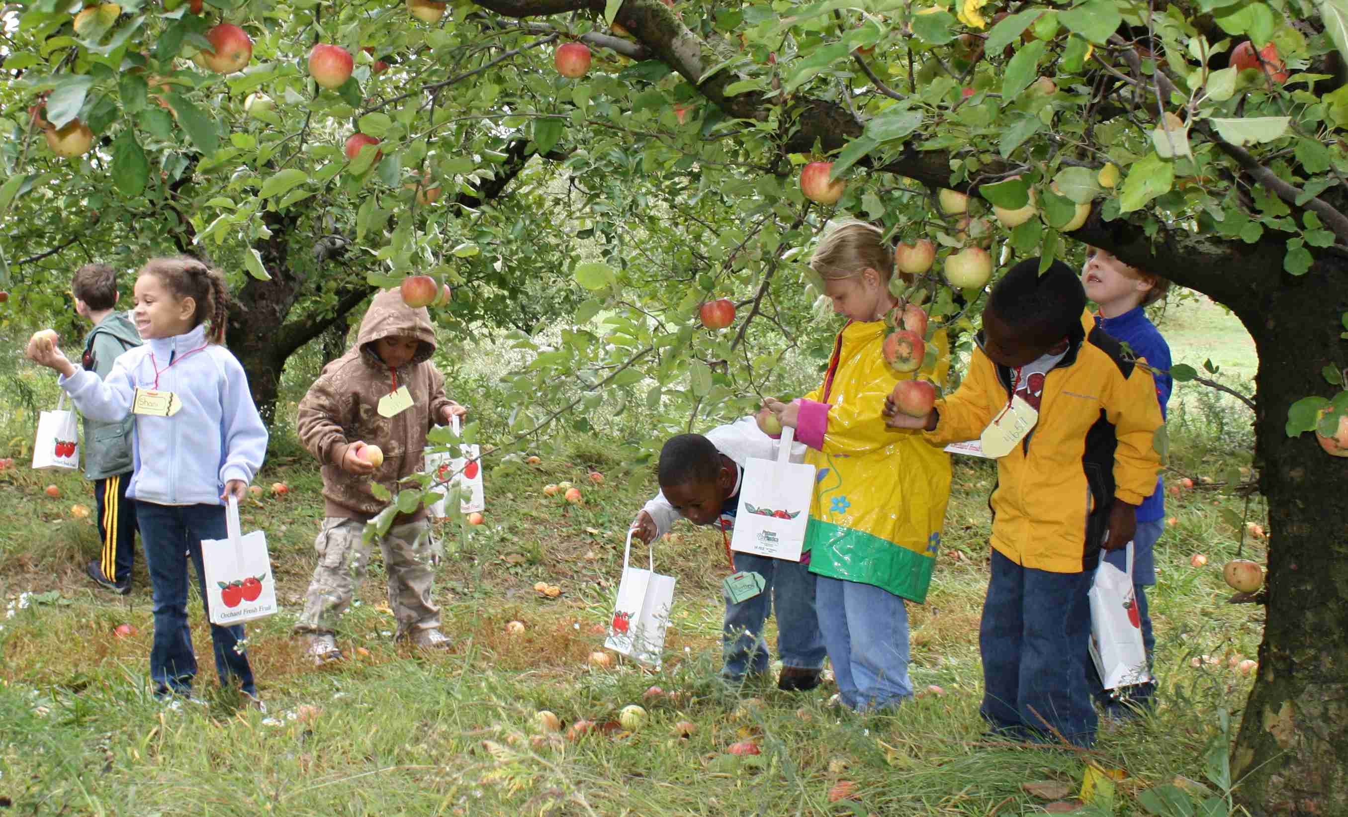 2009-10-06 Apple picking.jpg